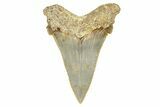 Serrated Angustidens Tooth - Megalodon Ancestor #370062-1